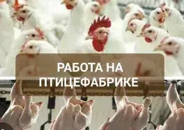 Работник на птицефабрику. Еженедельные выплаты в объявлении 1 фото Работник на птицефабрику. Еженедельные выплаты картинка из объявления