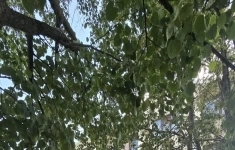 Продам 1 комнатную квартиру 33 м2 в объявлении 10 фото Продам 1 комнатную квартиру 33 м2 картинка из объявления