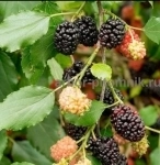 , купить растения в объявлении 12 фото , купить растения картинка из объявления