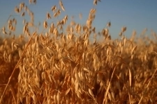 Семена ярового овса Валдин 765 в объявлении 1 фото Семена ярового овса Валдин 765 картинка из объявления