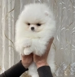 Продам в хорошие руки мини пишек картинка из объявления