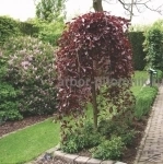 Саженцы яблони из питомника, с доставкой и посадкой по низкой цене в объявлении 12 фото Саженцы яблони из питомника, с доставкой и посадкой по низкой цене картинка из объявления