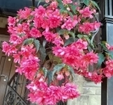 Бегонии махровые ампельные в объявлении 5 фото Бегонии махровые ампельные картинка из объявления