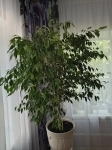 Продаю фикус Бенджамин картинка из объявления