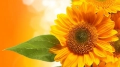 Семена гибрид подсолнечника Эдванс купить в объявлении 2 фото Семена гибрид подсолнечника Эдванс купить картинка из объявления