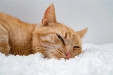 Рыжая кошка Мишаня в добрые руки. картинка из объявления