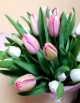 Тюльпаны ОПТ 2026 картинка из объявления