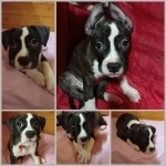 Тигровая девочка аст ркф в объявлении 7 фото Тигровая девочка аст ркф картинка из объявления