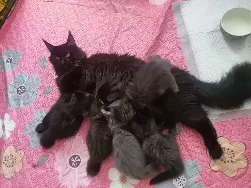 котята породы мейн-кун в объявлении 12 фото котята породы мейн-кун картинка из объявления