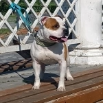 щенки стаффи картинка из объявления