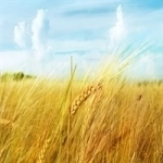 Пшеница в объявлении 1 фото Пшеница картинка из объявления