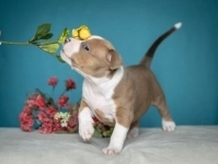 Малыши Амстаффтерьера 2 месяца ркф в объявлении 12 фото Малыши Амстаффтерьера 2 месяца ркф картинка из объявления