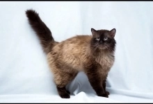 кот невская маскарадная в объявлении 2 фото кот невская маскарадная картинка из объявления