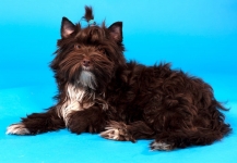 Щенок Йоркширского терьера (мальчик) в объявлении 2 фото Щенок Йоркширского терьера (мальчик) картинка из объявления