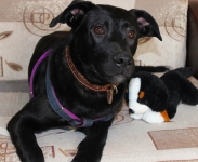 Классный парень ищет срочно дом. живет в клетке в объявлении 4 фото Классный парень ищет срочно дом. живет в клетке картинка из объявления