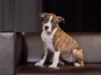 Шикарные тигровые и рыжие щенки Амстаффтерьера ркф