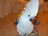 Белохохлый какаду - ручные птенцы из питомника картинка из объявления