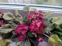 , купить растения в объявлении 3 фото , купить растения картинка из объявления