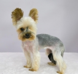 Крошка собачка Иви в добрые руки в объявлении 4 фото Крошка собачка Иви в добрые руки картинка из объявления