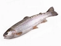 Купить форель (товарная рыба) в объявлении 1 фото Купить форель (товарная рыба) картинка из объявления