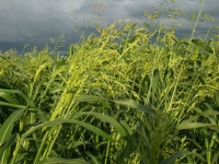 Семена суданской травы Кинельская 100 в объявлении 1 фото Семена суданской травы Кинельская 100 картинка из объявления