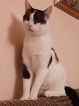 котик Гоша очень хочет стать домашним в объявлении 2 фото котик Гоша очень хочет стать домашним картинка из объявления