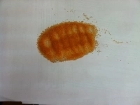 Ионообменная смола катионит КУ-2-8 ГОСТ 20298-74 картинка из объявления