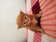 Мейн кунята в объявлении 5 фото Мейн кунята картинка из объявления