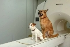 Требуется Ветеринарный фельдшер, медсестра или медбрат. в объявлении 4 фото Требуется Ветеринарный фельдшер, медсестра или медбрат. картинка из объявления