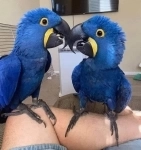 Гиацинтовый ара (Anodorhynchus hyacinthinus) - птенцы выкормыши картинка из объявления