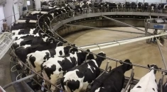 Дояр-доярка на молочную ферму в объявлении 1 фото Дояр-доярка на молочную ферму картинка из объявления