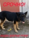 Срочно ищем новый дом для собаки в объявлении 1 фото Срочно ищем новый дом для собаки картинка из объявления
