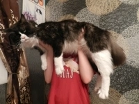 Вязка Мейн-кун в объявлении 12 фото Вязка Мейн-кун картинка из объявления