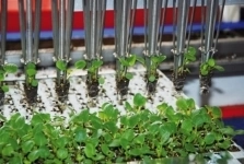 Роботизированная машина по пересадке растений RW 5, RW 8, RW 16, RW 24, RW 32, RW 64 URBINATI в объявлении 5 фото Роботизированная машина по пересадке растений RW 5, RW 8, RW 16, RW 24, RW 32, RW 64 URBINATI картинка из объявления