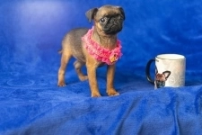 Миниатюрная девочка пти брабансон. Март 2024 в объявлении 1 фото Миниатюрная девочка пти брабансон. Март 2024 картинка из объявления