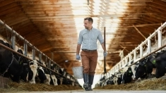 Скотник вахтой с проживанием в объявлении 1 фото Скотник вахтой с проживанием картинка из объявления