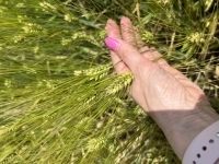 Семена озимого ячменя в объявлении 1 фото Семена озимого ячменя картинка из объявления