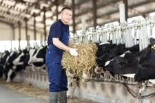 Доярка вахтой с проживание картинка из объявления