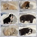 Алабай, Щенки алабая, Сао в объявлении 2 фото Алабай, Щенки алабая, Сао картинка из объявления