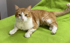 Идеальный кот Рыжик ищет самых лучших котородителей. в объявлении 2 фото Идеальный кот Рыжик ищет самых лучших котородителей. картинка из объявления