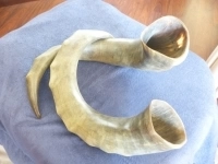 Парные рога буйвола в объявлении 4 фото Парные рога буйвола картинка из объявления