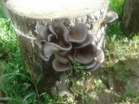 Урожайный грибной набор для Вашего сада! картинка из объявления