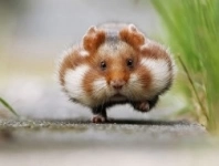 Ветеринария у Вас на дому по вызову в объявлении 2 фото Ветеринария у Вас на дому по вызову картинка из объявления