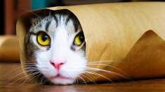 Ведется поиск новых сотрудников в объявлении 1 фото Ведется поиск новых сотрудников картинка из объявления