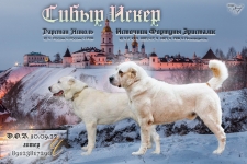 Щенки Среднеазиатской овчарки (Алабай) картинка из объявления