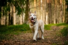 Красавчик хаски Харт в добрые руки картинка из объявления