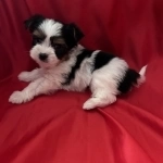 Щенки Бивера с документами в объявлении 6 фото Щенки Бивера с документами картинка из объявления