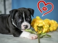 Очаровательные малыши аст ркф в объявлении 12 фото Очаровательные малыши аст ркф картинка из объявления