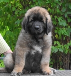 Щенки породы Леонбергер от Amicus Optimus Pavla в объявлении 1 фото Щенки породы Леонбергер от Amicus Optimus Pavla картинка из объявления