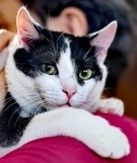 кот Гоша ищет семью в объявлении 3 фото кот Гоша ищет семью картинка из объявления